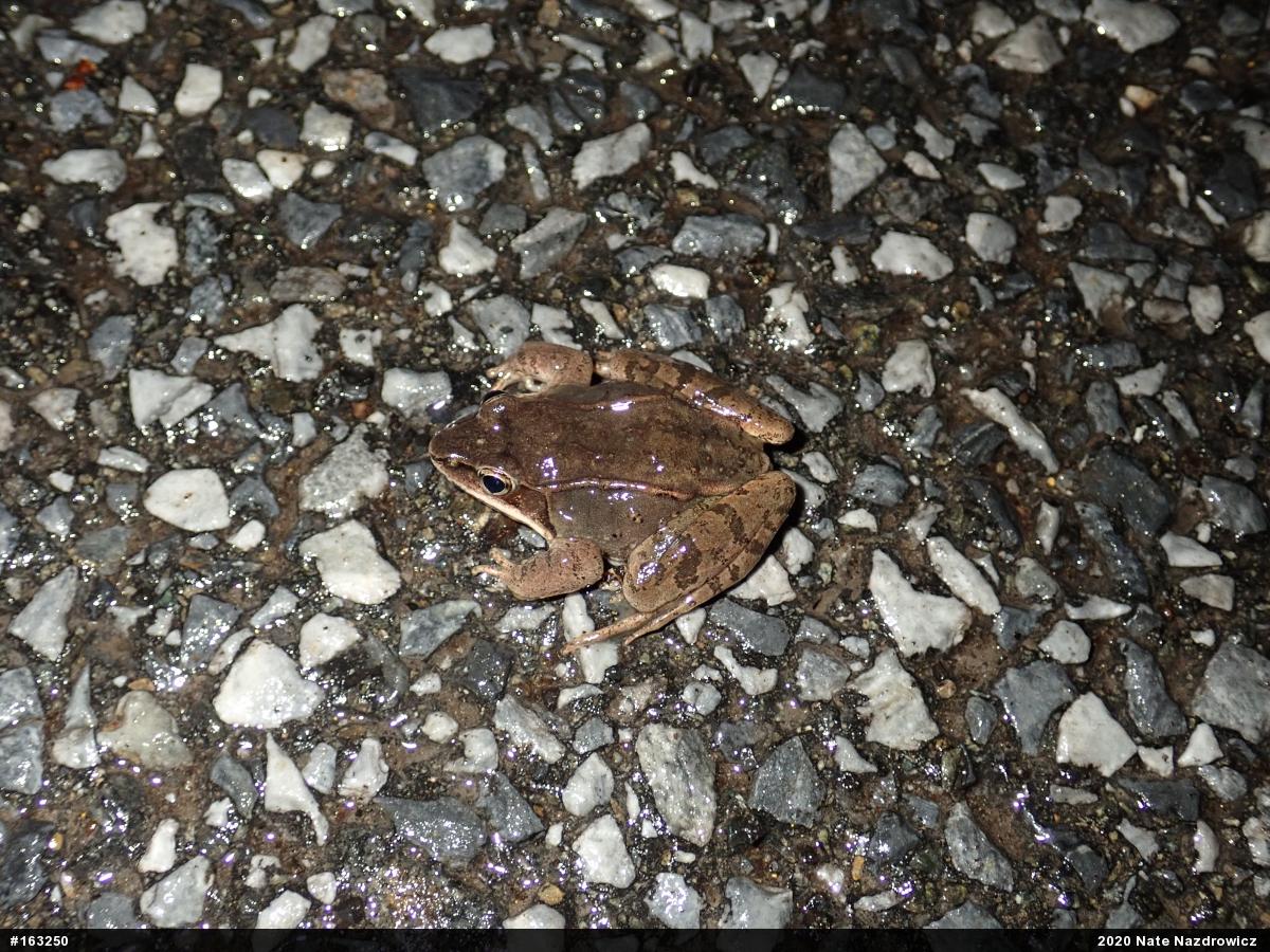 Wood Frog