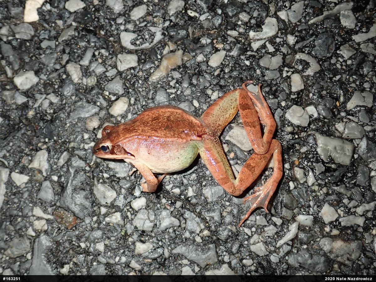 Wood Frog