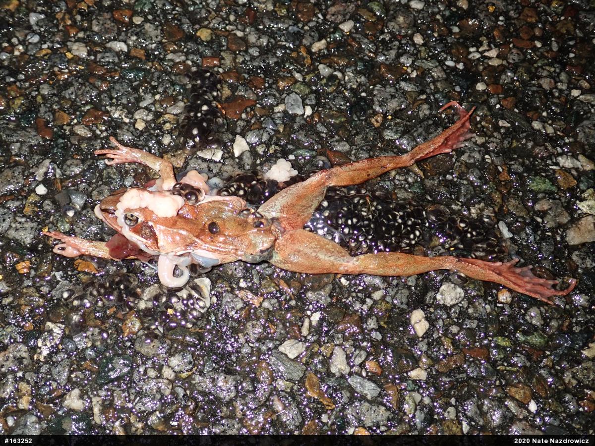 Wood Frog