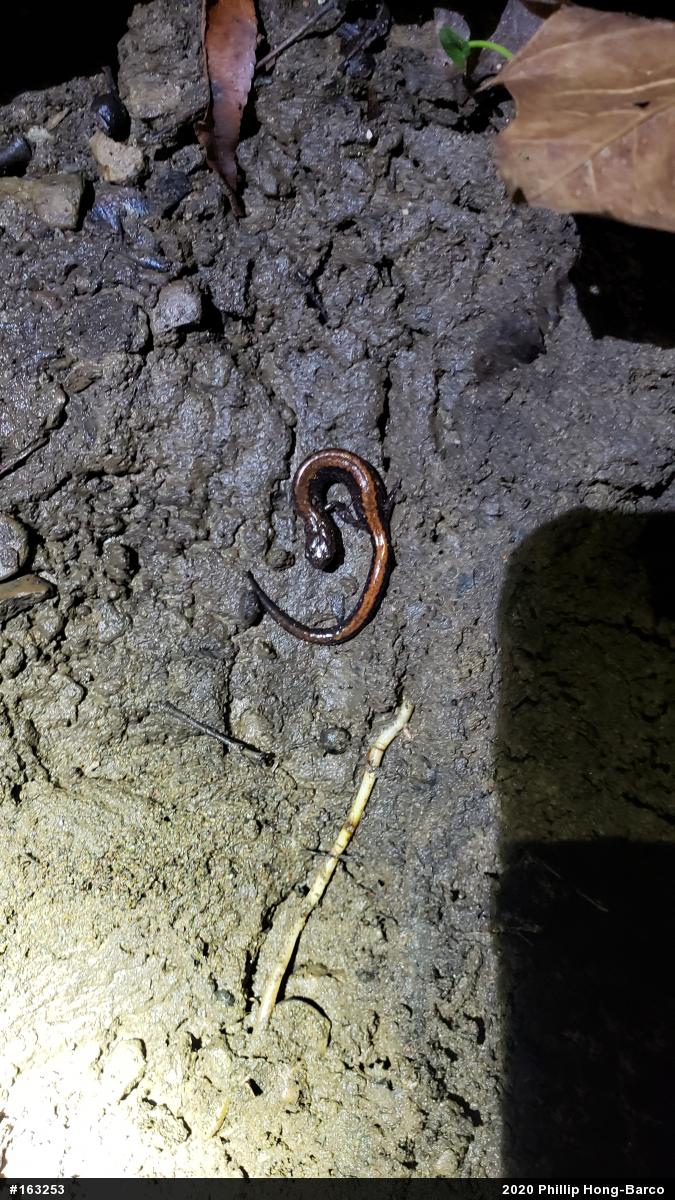 Eastern Red-backed  Salamander