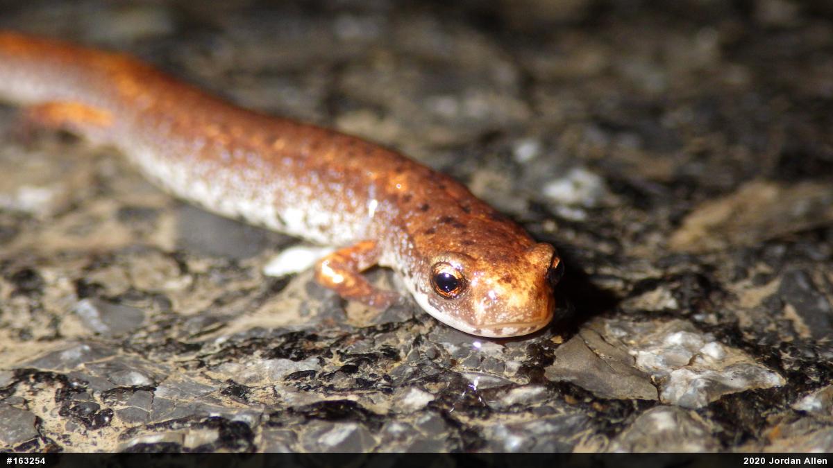 Four-toed Salamander