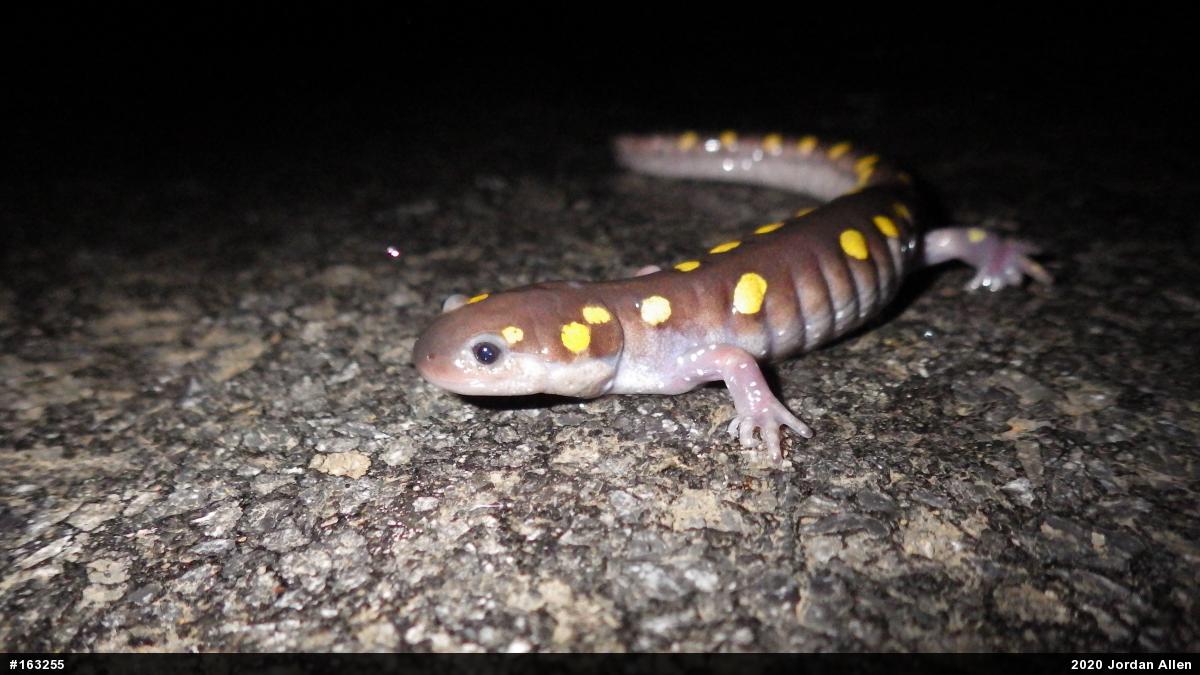 Spotted Salamander