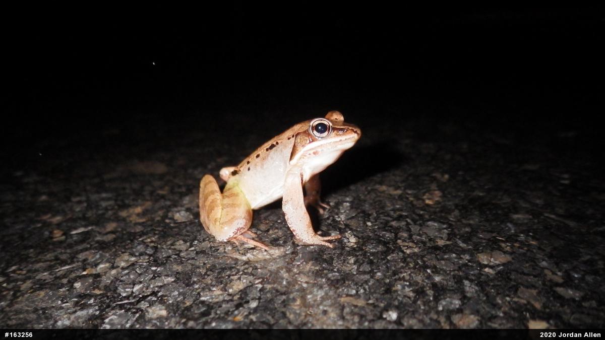 Wood Frog