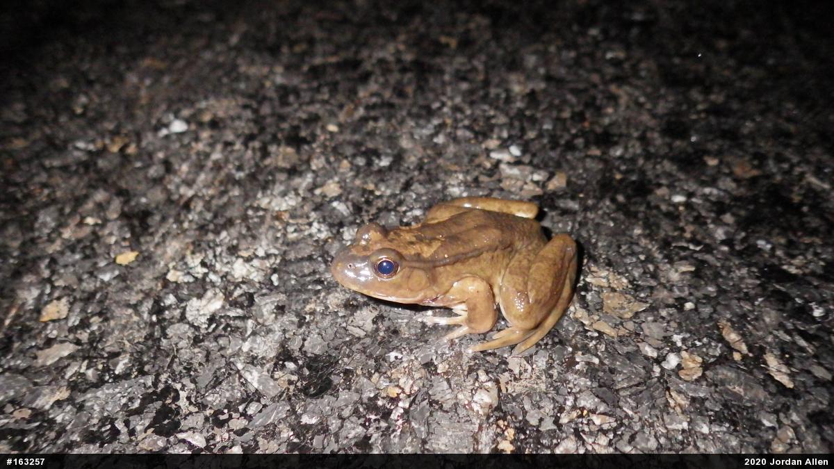 Green Frog