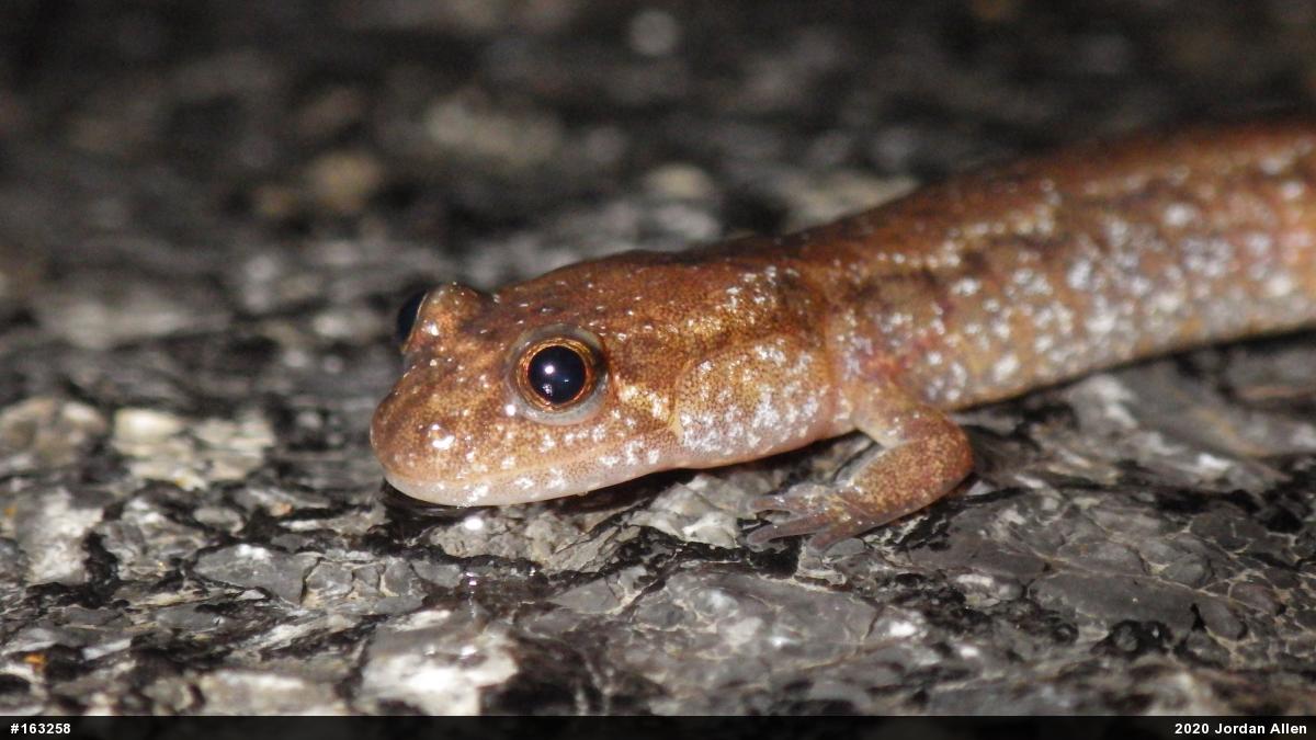 Northern Dusky Salamander