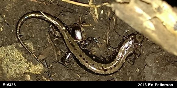 Allegheny Mountain Dusky Salamander