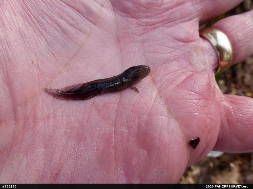 Marbled Salamander