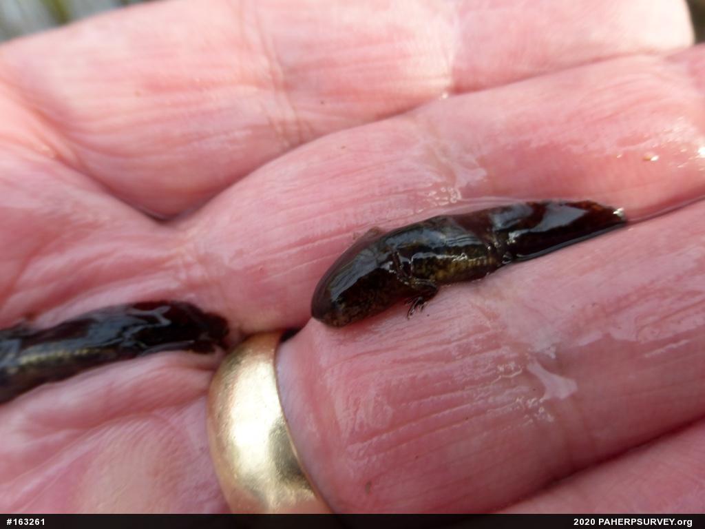Marbled Salamander