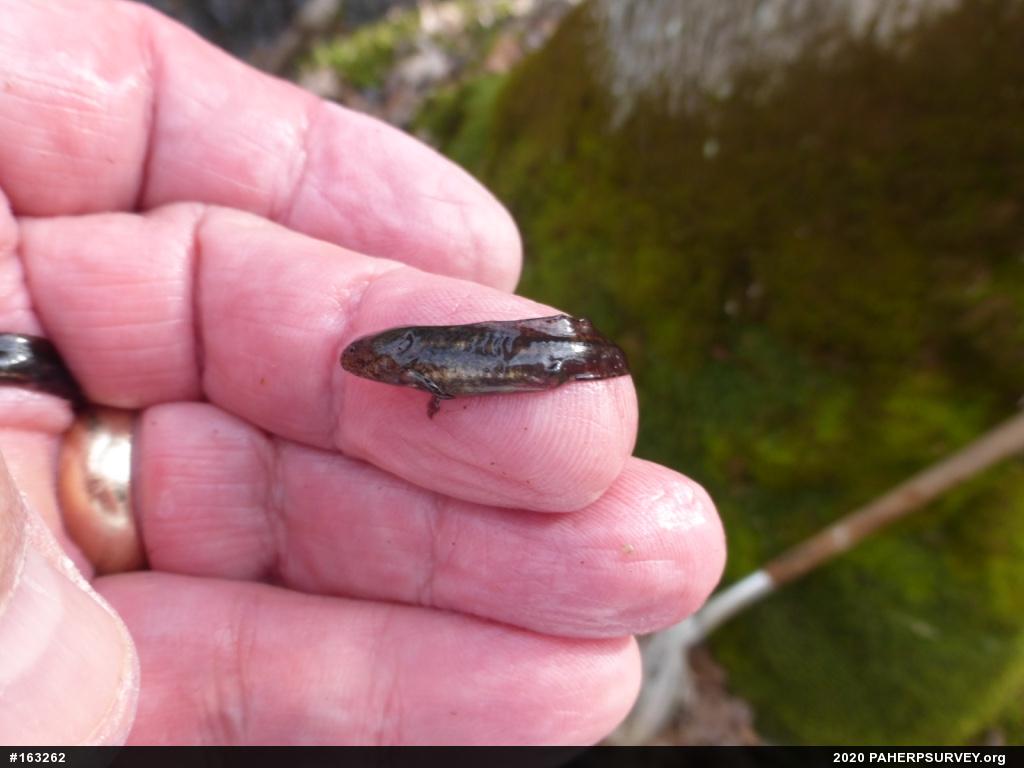 Marbled Salamander