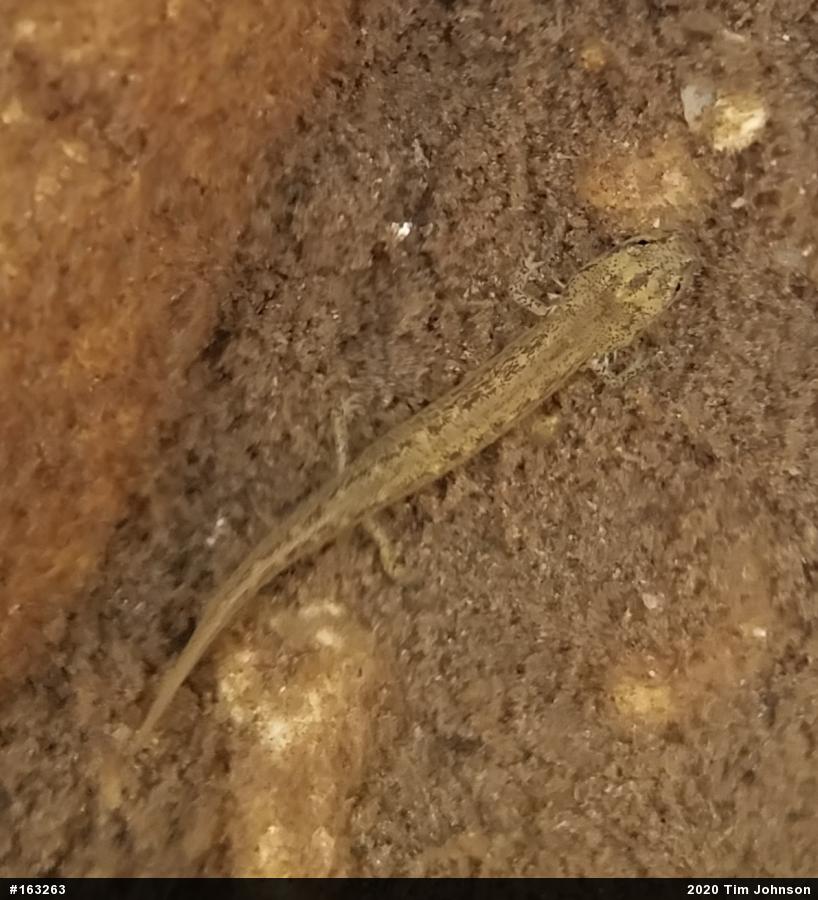 Northern Two-lined Salamander