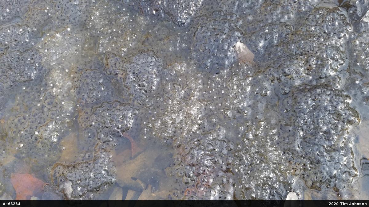 Wood Frog