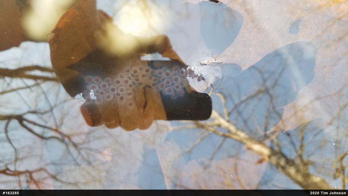 Spotted Salamander