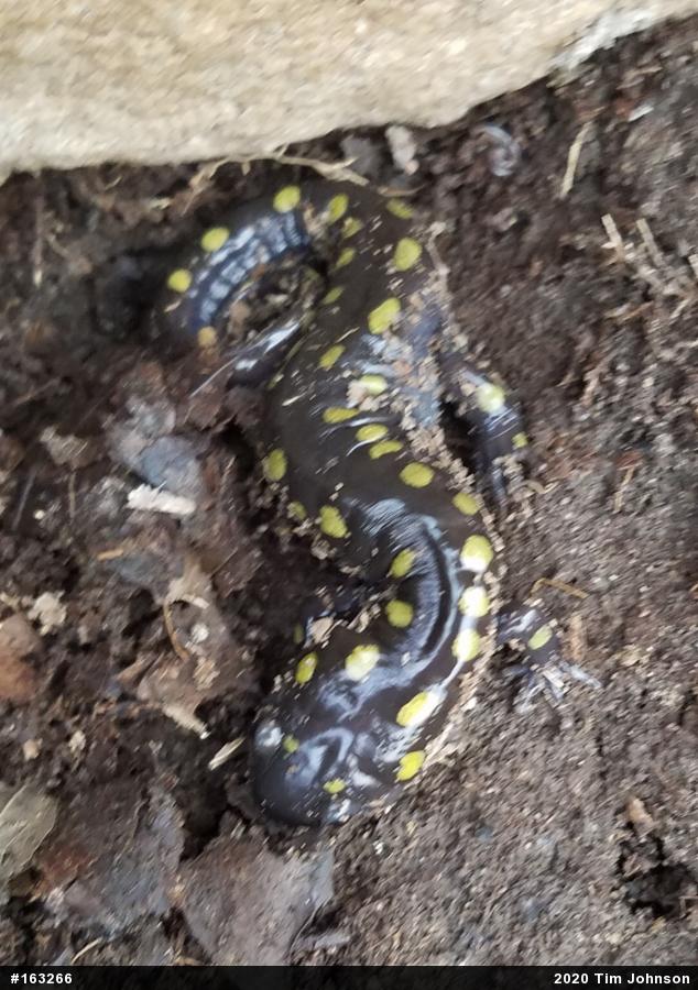 Spotted Salamander