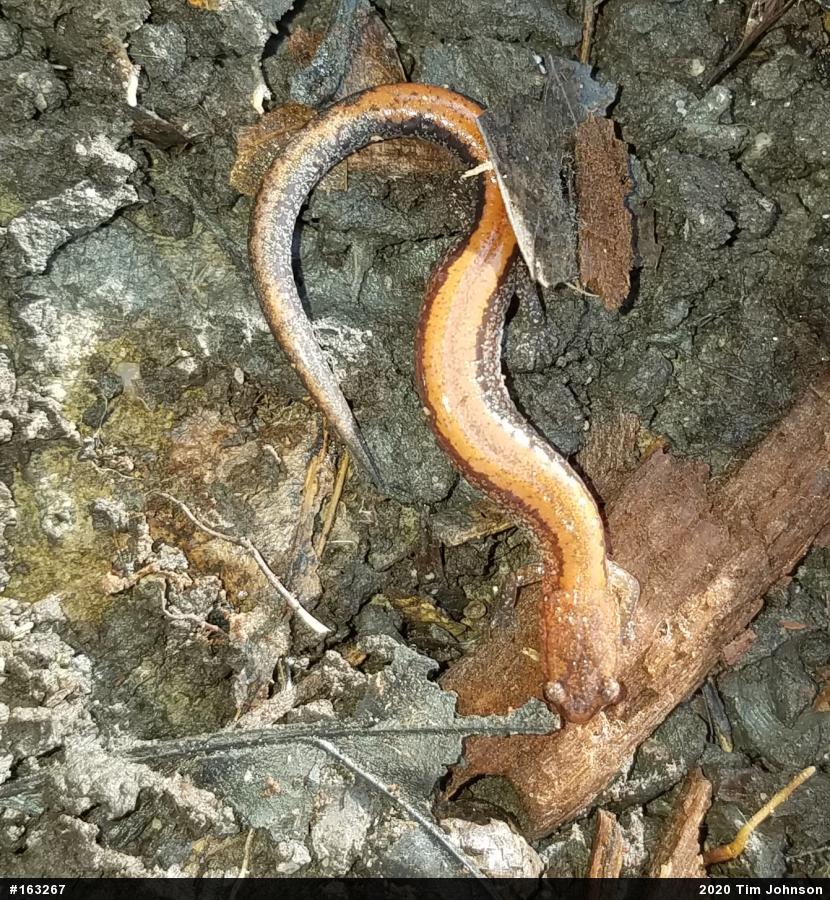Eastern Red-backed  Salamander