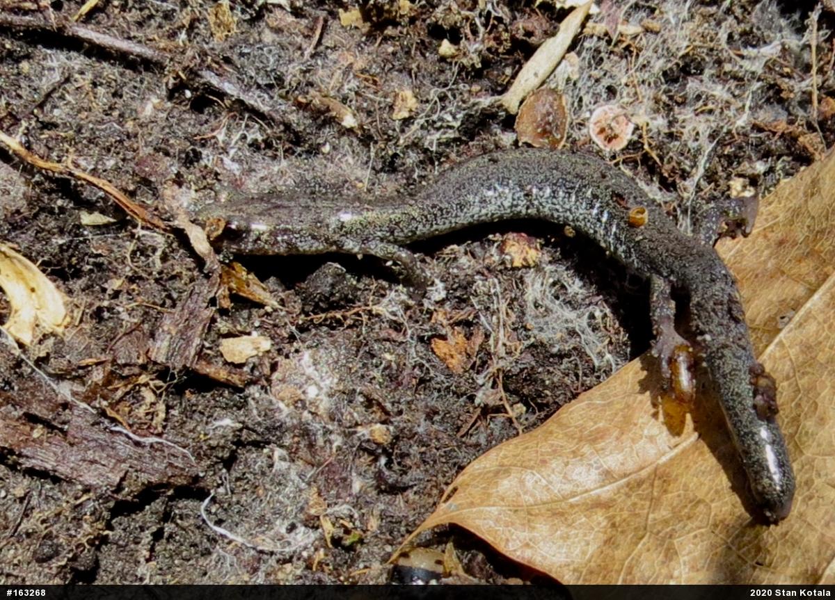 Valley And Ridge Salamander
