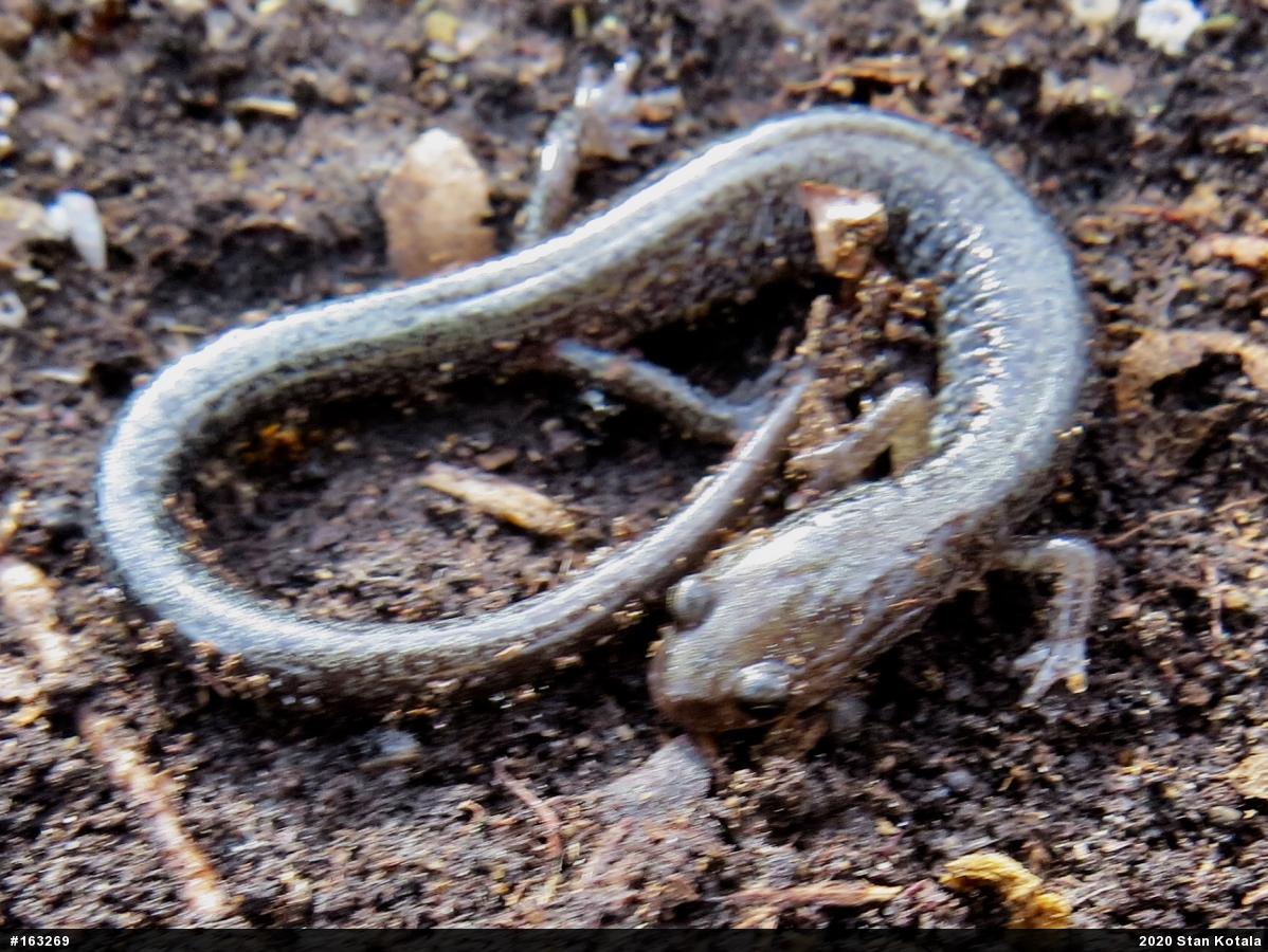 Valley And Ridge Salamander