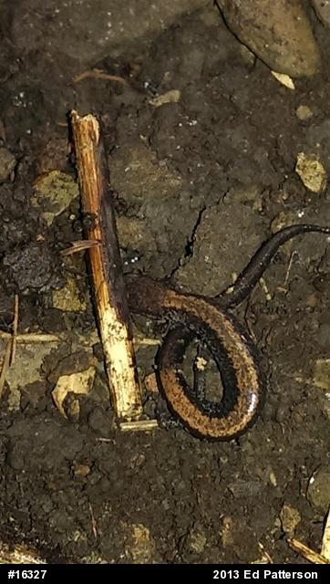 Eastern Red-backed  Salamander