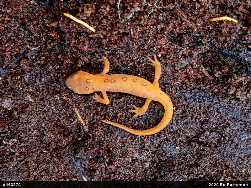 Red-spotted Newt