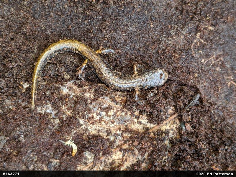 Four-toed Salamander