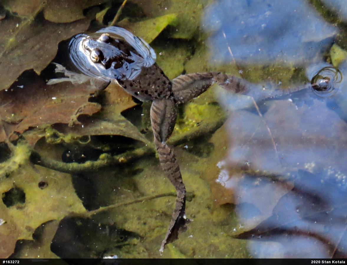 Wood Frog