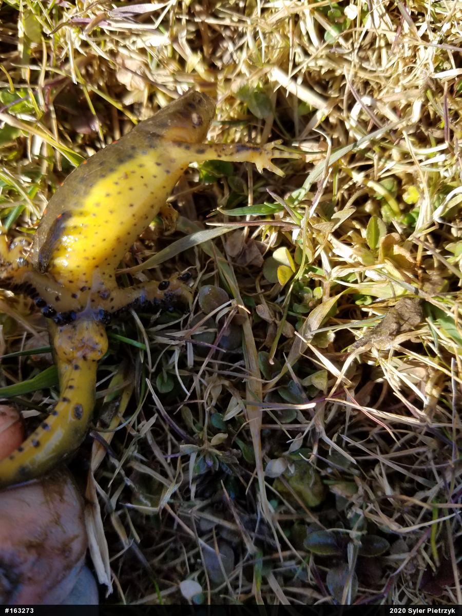 Red-spotted Newt