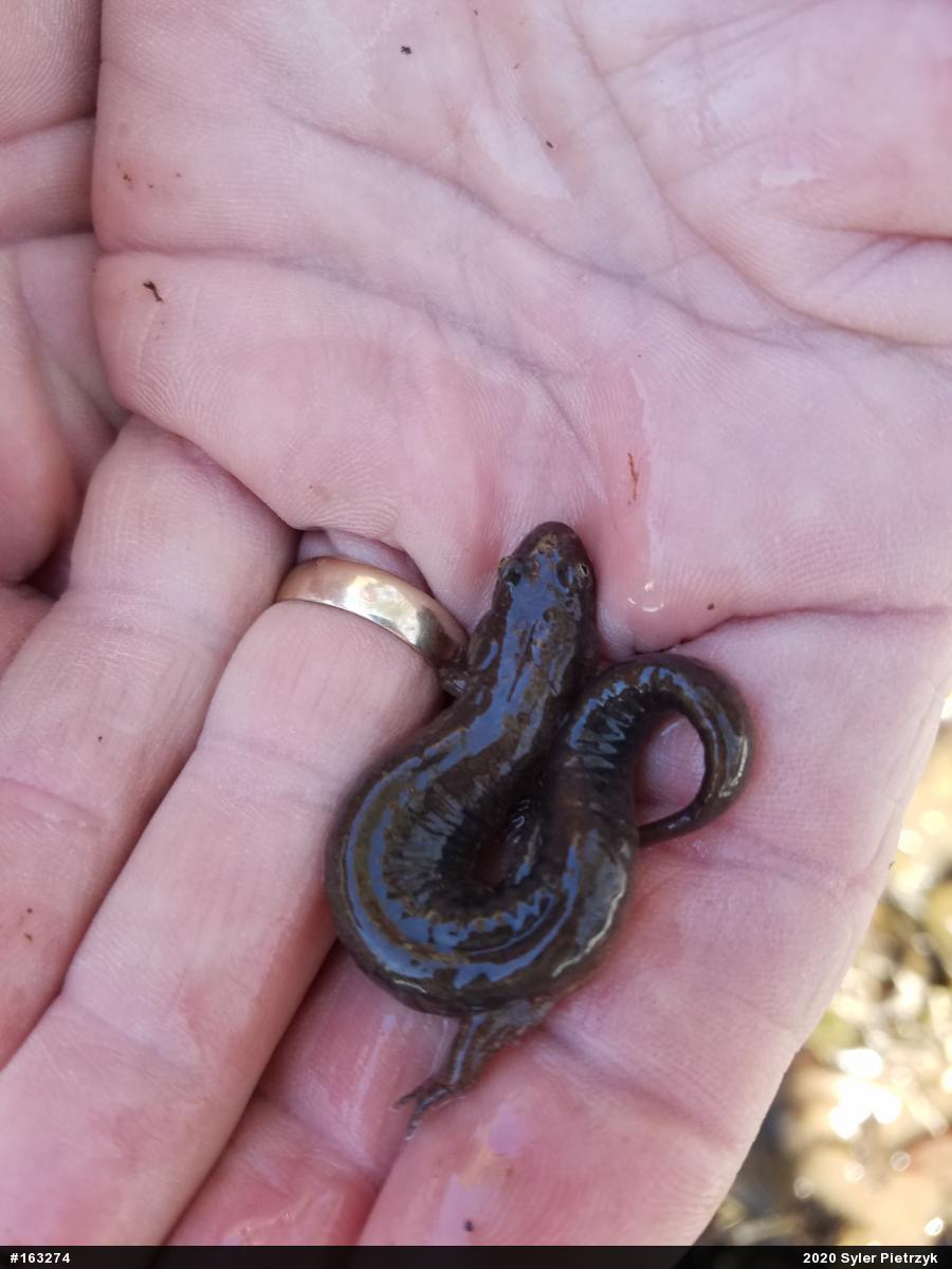 Dusky Salamanders