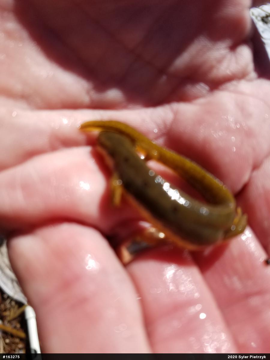Red-spotted Newt