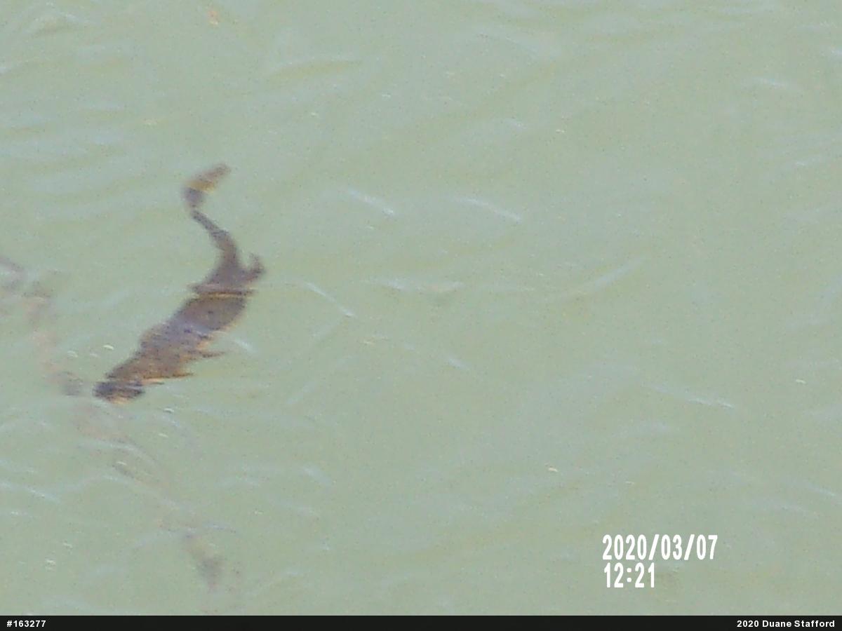 Red-spotted Newt