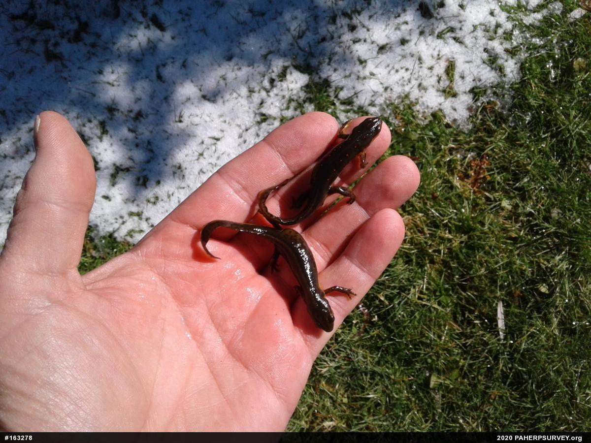 Red-spotted Newt