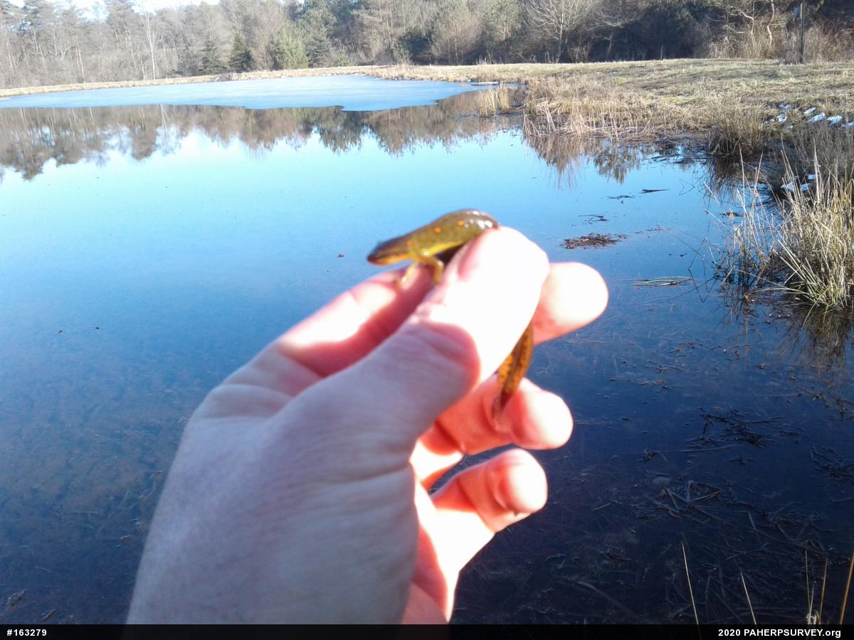 Red-spotted Newt