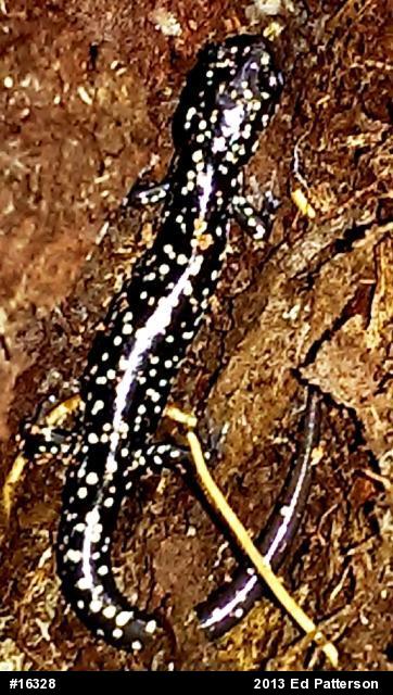 Northern Slimy Salamander