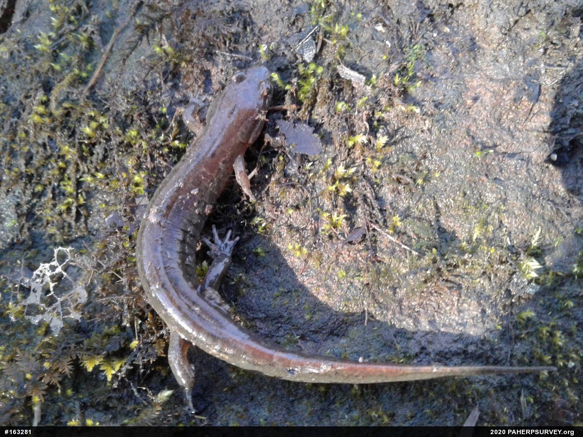 Northern Dusky Salamander