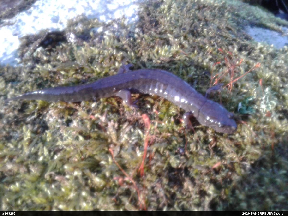 Northern Dusky Salamander