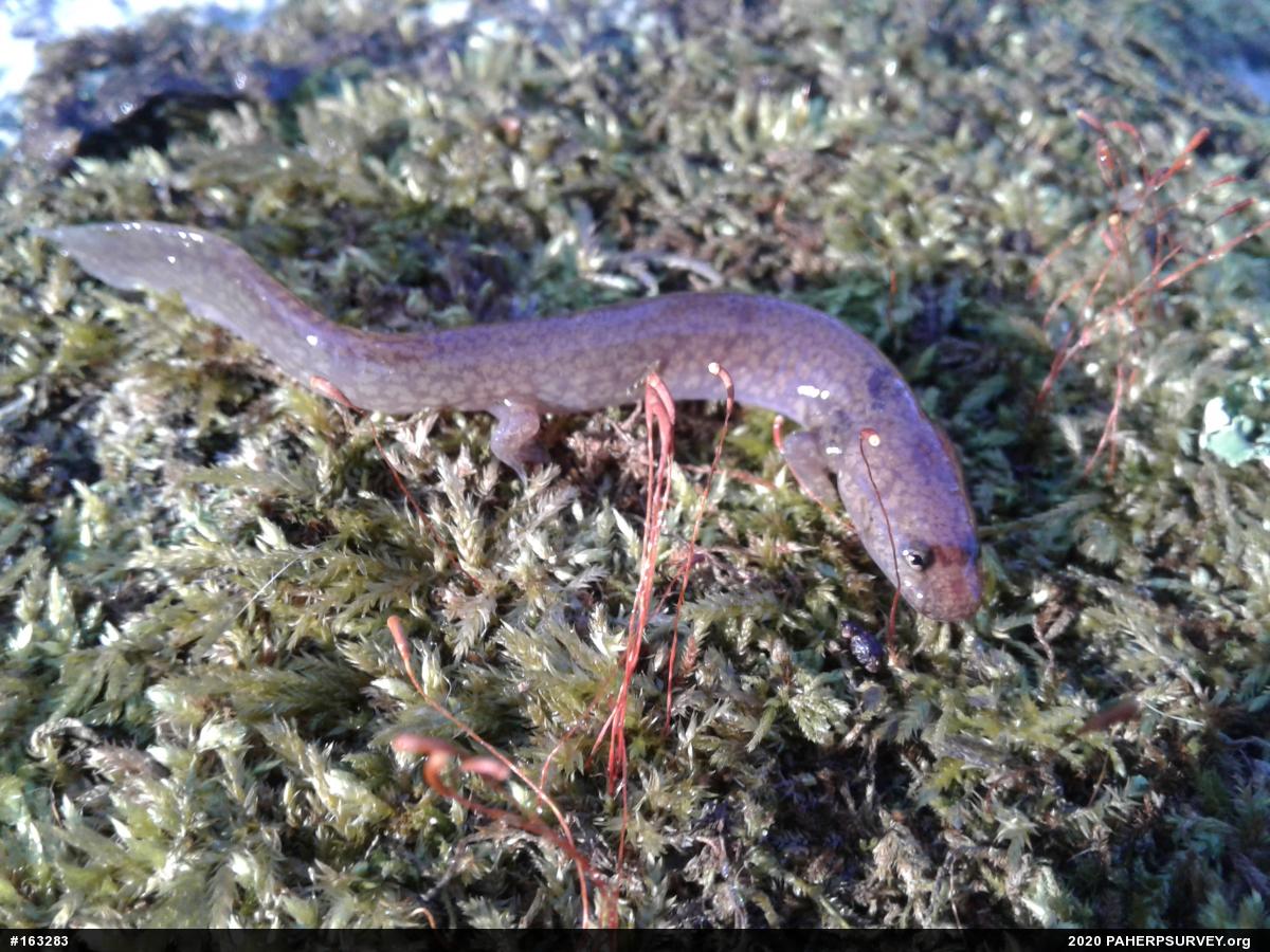 Northern Spring Salamander