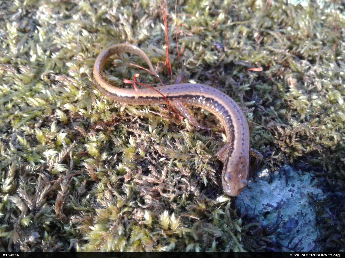 Northern Two-lined Salamander