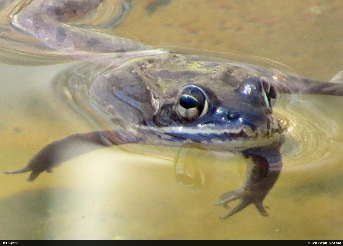 Wood Frog