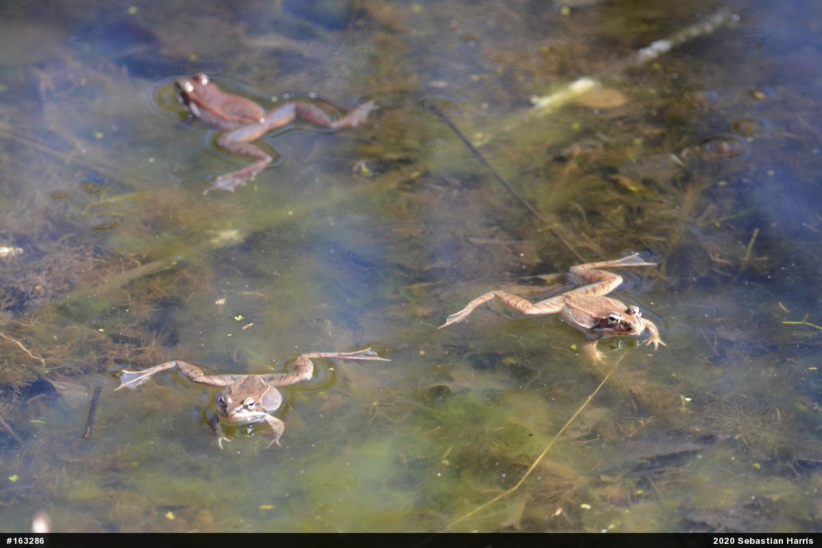 Wood Frog