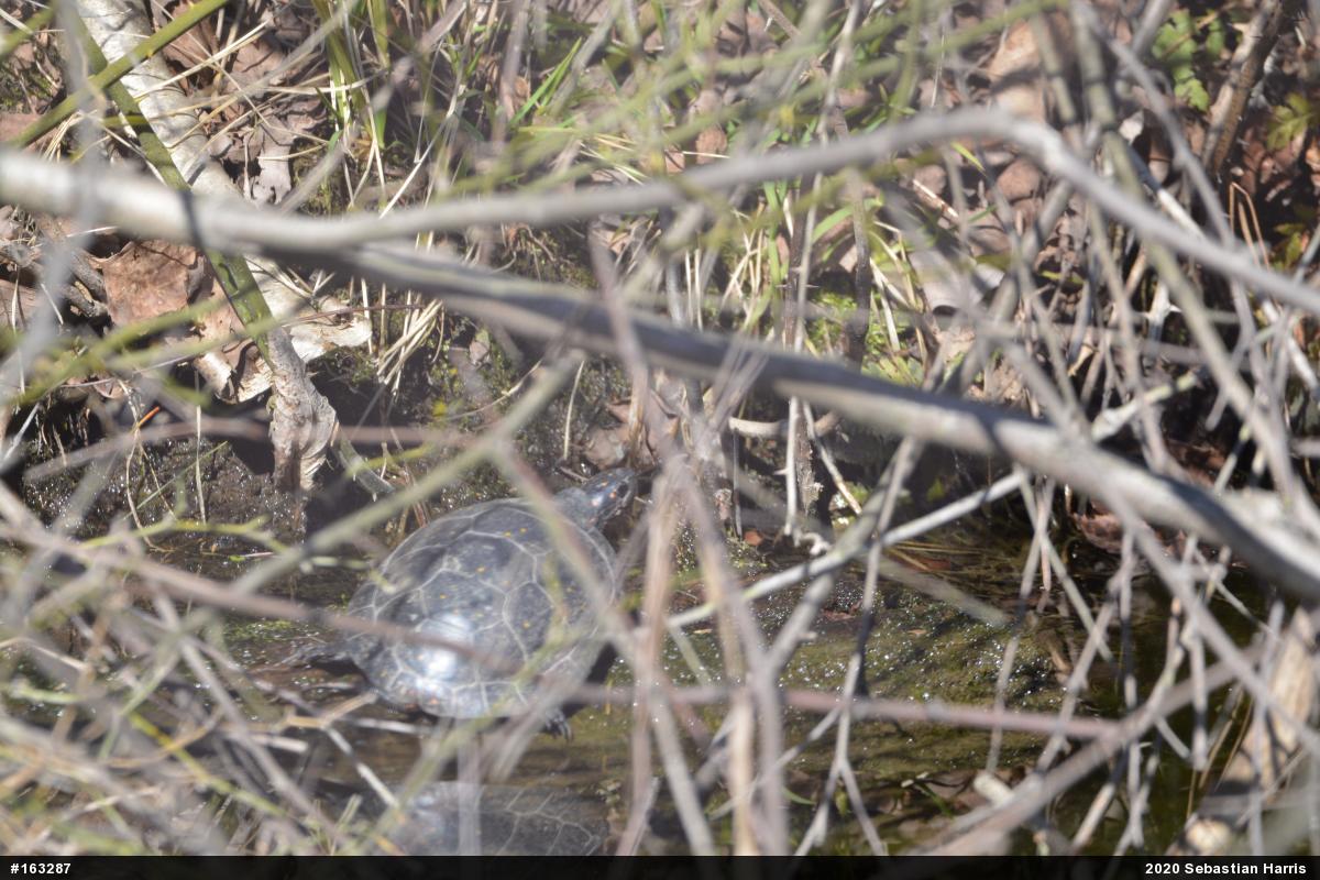 Spotted Turtle