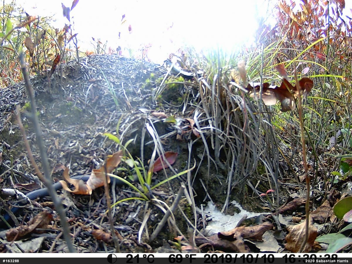 Northern Ring-necked Snake