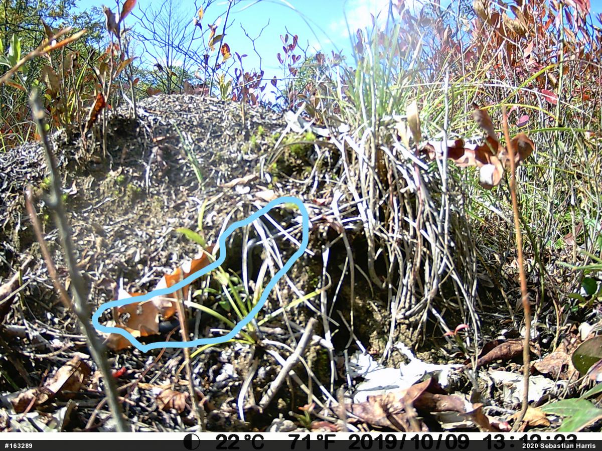 Northern Ring-necked Snake