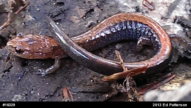 Eastern Red-backed  Salamander
