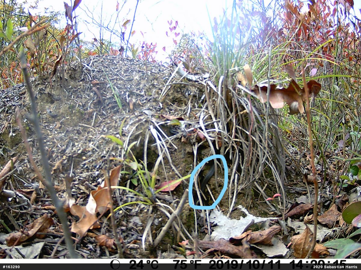 Brown & Redbelly Snakes