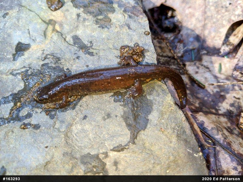 Northern Dusky Salamander