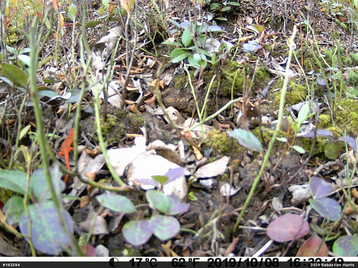 Red-spotted Newt