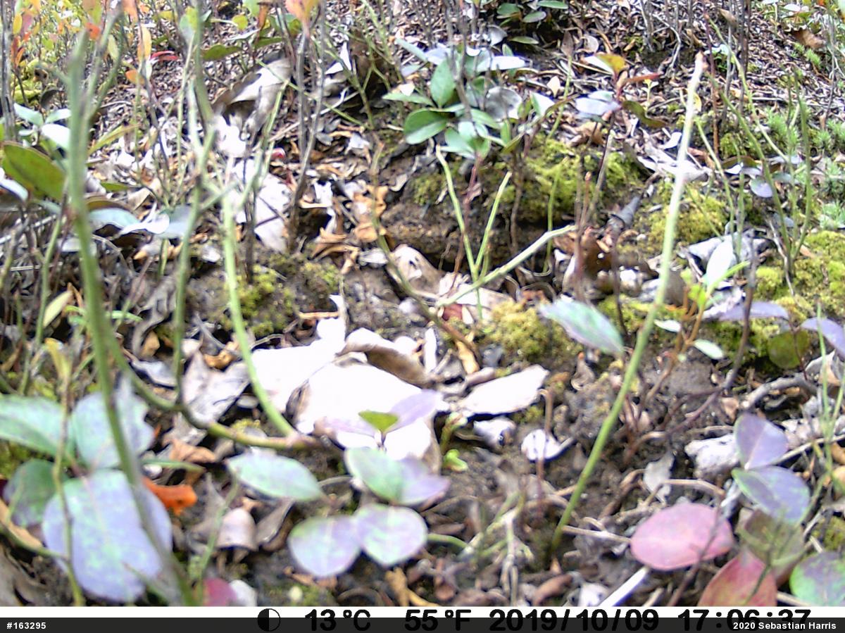 Red-spotted Newt