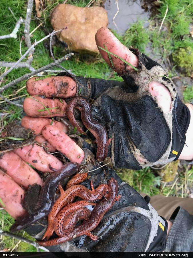 Northern Red Salamander