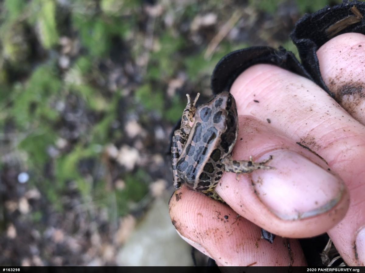 Pickerel Frog