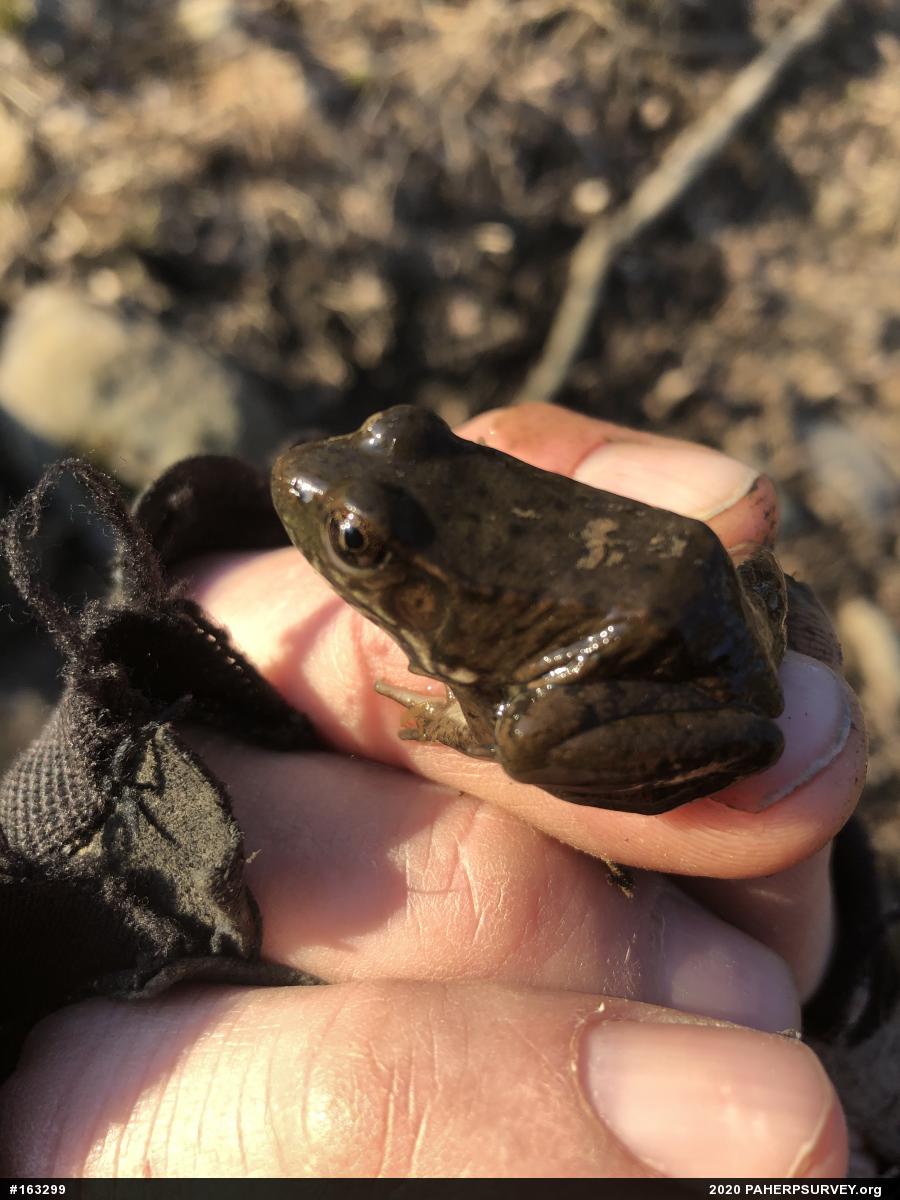 Green Frog