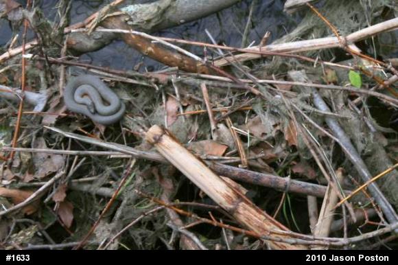 Northern Watersnake