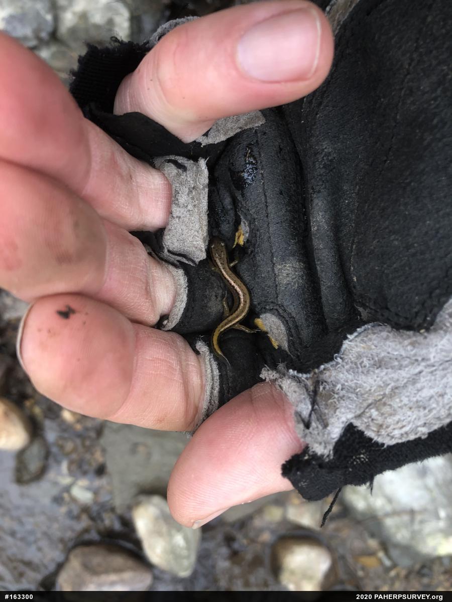 Northern Two-lined Salamander